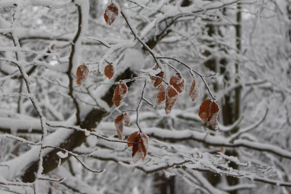 森林里被雪覆盖的树枝 — 图库照片