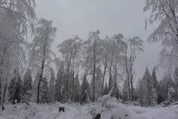 País Das Maravilhas Inverno Floresta Turíngia — Fotografia de Stock