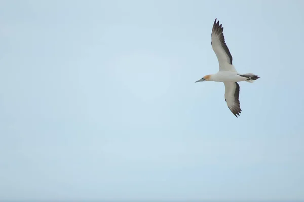 Mås Som Flyger Skyn — Stockfoto