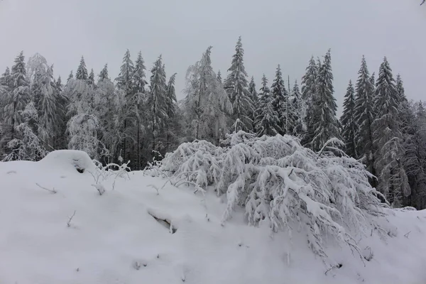 Téli Csodaország Thüringiai Erdőben — Stock Fotó