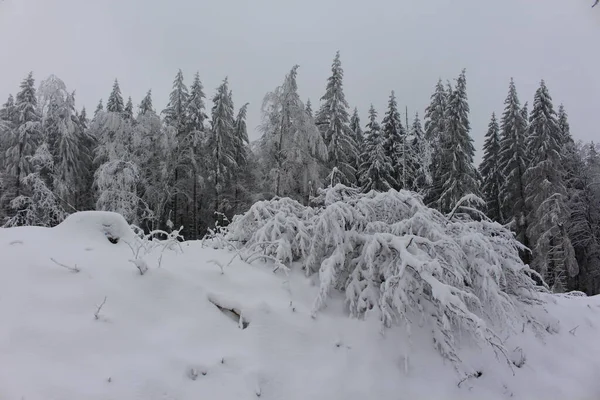 Winterwunderland Thüringer Wald — Stockfoto