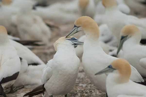 Білий Пелікан Пляжі — стокове фото