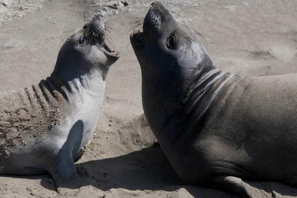 Primer Plano Una Linda Foca — Foto de Stock