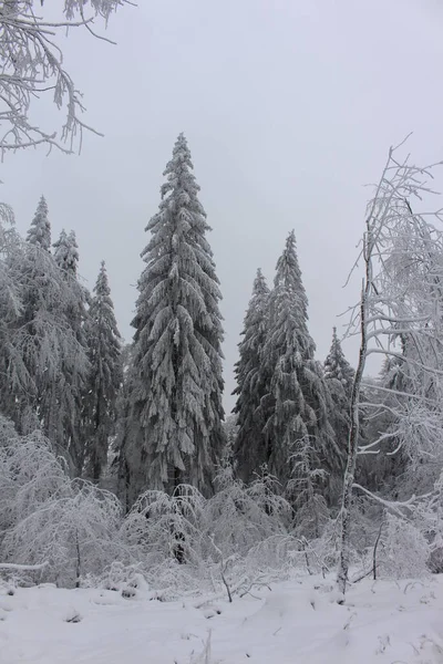 Χειμερινή Χώρα Των Θαυμάτων Στο Δάσος Της Θουριγγίας — Φωτογραφία Αρχείου