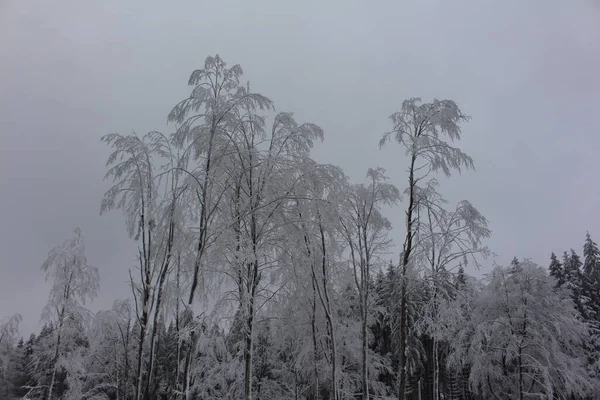 Winterwonderland Het Thüringer Woud — Stockfoto