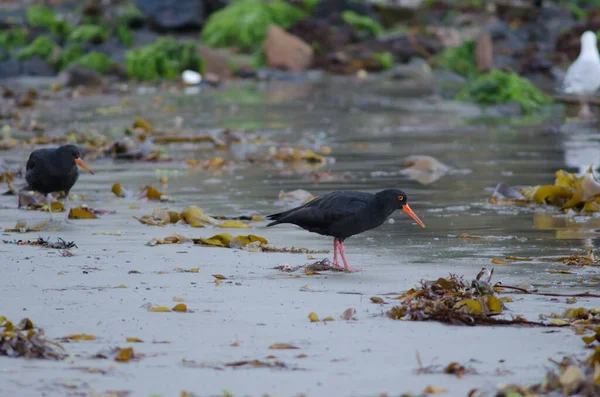 Bir Kuş Nehir Kıyısında Yürüyor — Stok fotoğraf