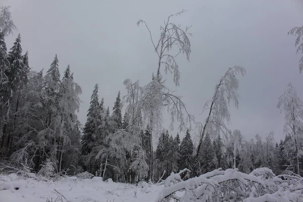 Зимняя Страна Чудес Тюрингском Лесу — стоковое фото