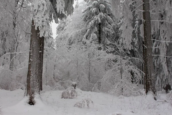 País Das Maravilhas Inverno Floresta Turíngia — Fotografia de Stock