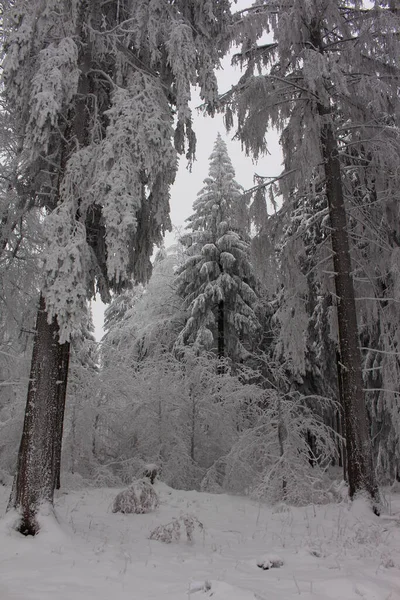 País Das Maravilhas Inverno Floresta Turíngia — Fotografia de Stock