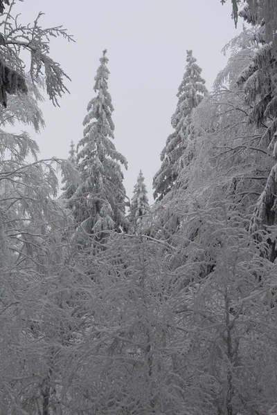 チューリンゲンの森の冬の不思議の国 — ストック写真