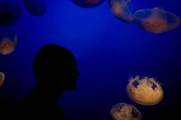 Turist Tittar Gelé Fisk Chironex Fleckeri Ett Akvarium Monterey Bay — Stockfoto