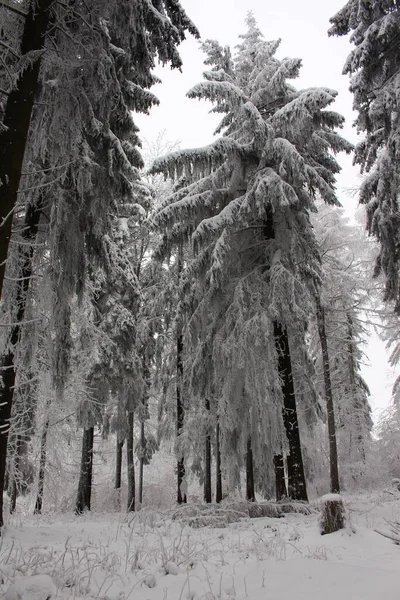 País Das Maravilhas Inverno Floresta Turíngia — Fotografia de Stock