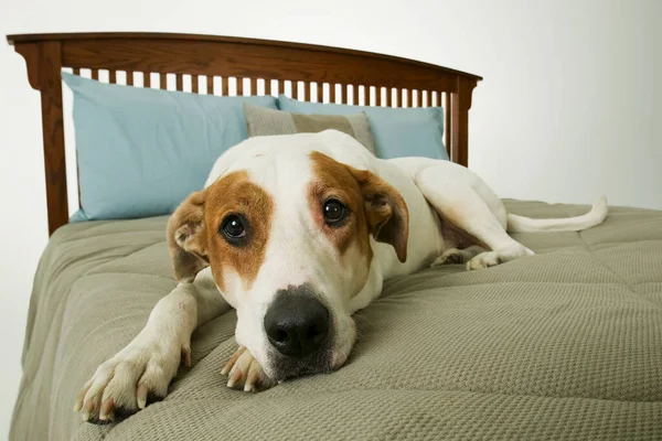 beagle dog lying on bed