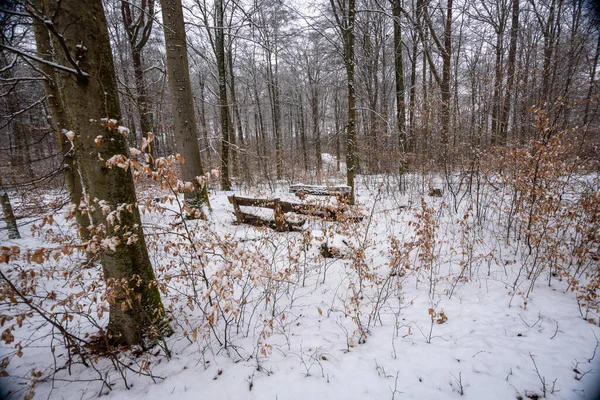Зеленый Компас Лежит Снегу Зимнем Лесу — стоковое фото