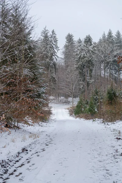 Caminar Bosque Invernal Con Menos Nieve Sendero Árboles Paisaje —  Fotos de Stock