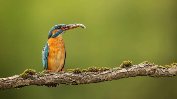 雌性普通翠鸟 举行的嘴鱼在绿色春天的性质与复制空间 有橙色和蓝色羽毛的野鸟栖息在树枝上 — 图库照片