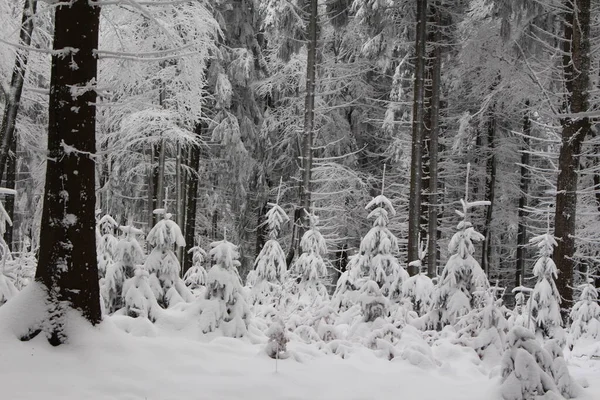 Małe Drzewa Iglaste Zimie — Zdjęcie stockowe