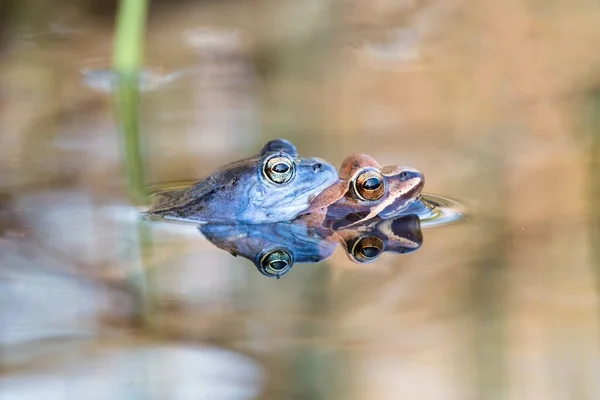 春の自然の中で水の中で交尾する2匹のカエル アルヴァリス 繁殖期には青い雄の両生類が雌を褐色に保持する 地表のすぐ上で繁殖する野生動物2頭 — ストック写真