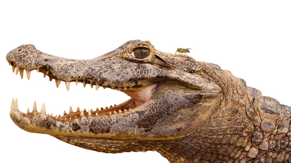 Primer Plano Yacare Caiman Caiman Yacare Con Boca Abierta Dientes — Foto de Stock