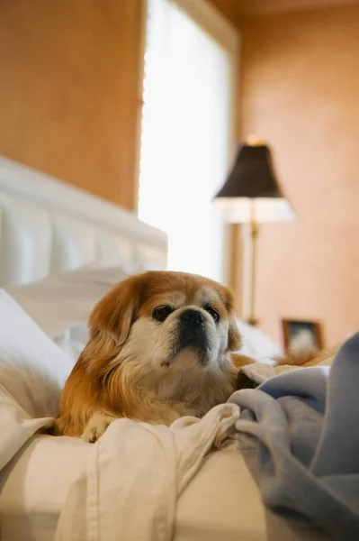 Собака Лежит Кровати Утрам — стоковое фото