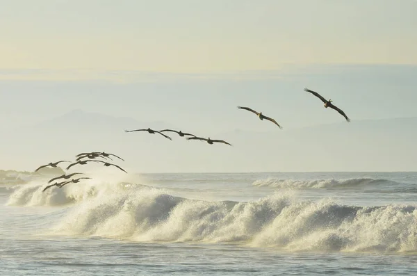 Pelikaner Använder Vinden Brytande Vågor För Att Spara Energi — Stockfoto