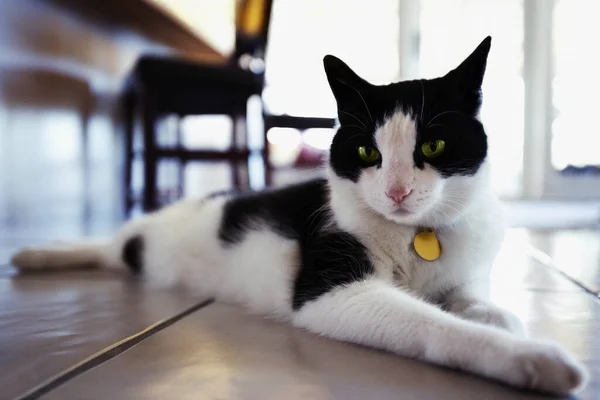 Svart Och Vit Katt Liggande Golvet — Stockfoto