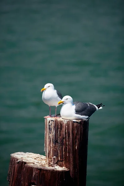 Möwe Strand — Stockfoto