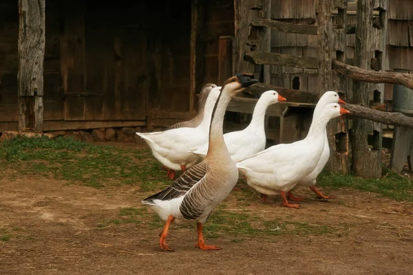 Domestic Poultry Farm — Stock Photo, Image