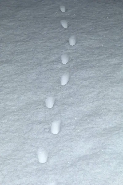 Voetafdrukken Van Wilde Dieren Sneeuw Het Winterbos — Stockfoto