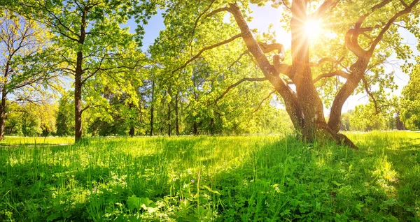 Nuevas Hojas Los Árboles Parque Sobre Fondo Verde Primavera Follaje — Foto de Stock