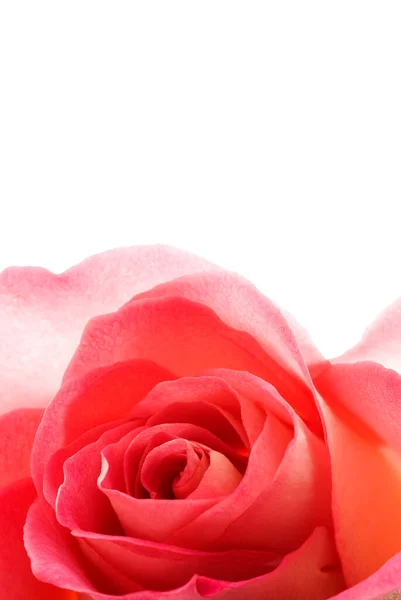 Schöne Rote Rose Auf Weißem Hintergrund — Stockfoto