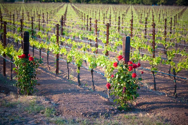 Viñedo Campo —  Fotos de Stock