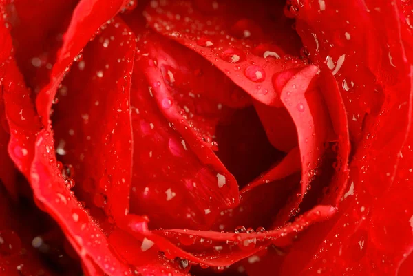 Piękna Czerwona Róża Kroplami Wody — Zdjęcie stockowe