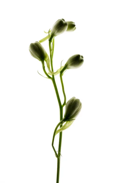 Bela Flor Isolada Fundo Branco — Fotografia de Stock