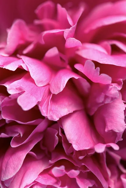 Mooie Roze Pioenroos Bloem — Stockfoto