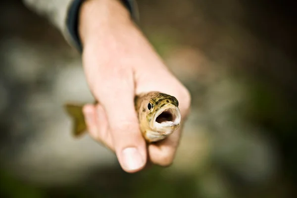 Mão Segurando Peixe — Fotografia de Stock