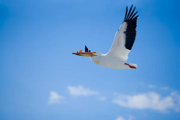 Seagull Flying Sky — Stock Photo, Image
