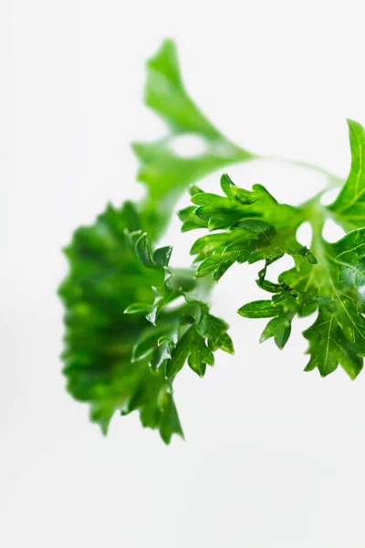 Fresh Green Parsley Leaves White Background — Stock Photo, Image