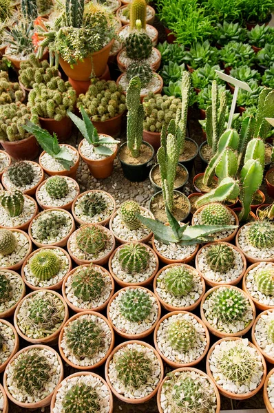 Green Cactus Garden — Stock Photo, Image
