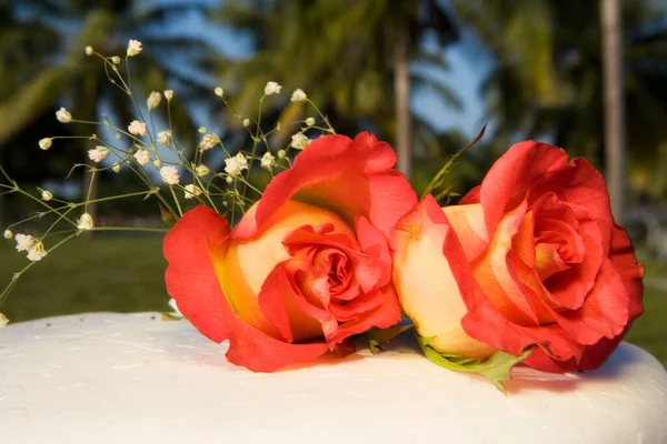 Schöne Rote Rosen Garten — Stockfoto