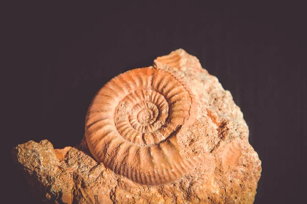 Primer Plano Caracol Sobre Fondo Negro —  Fotos de Stock