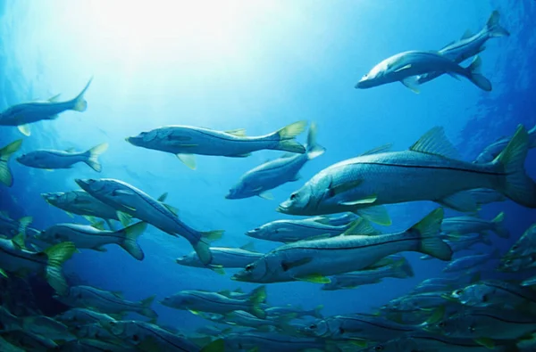 海の魚の水中写真です — ストック写真