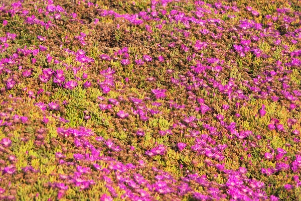 花园里美丽的花 — 图库照片