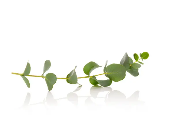 白い背景に隔離された植物の緑の葉 — ストック写真