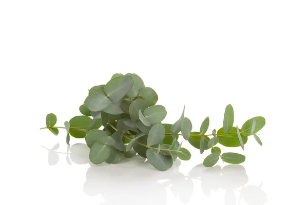 Hojas Verdes Una Planta Aislada Sobre Fondo Blanco — Foto de Stock