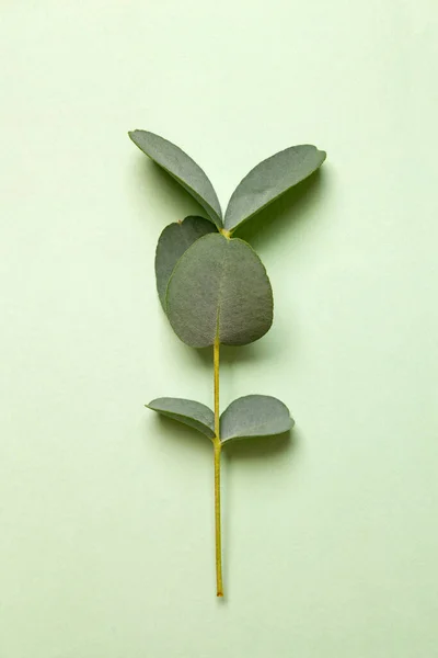 Zelené Listy Rostliny Bílém Pozadí — Stock fotografie