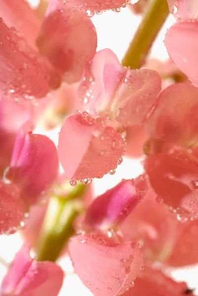 Розовая Роза Каплями Воды — стоковое фото