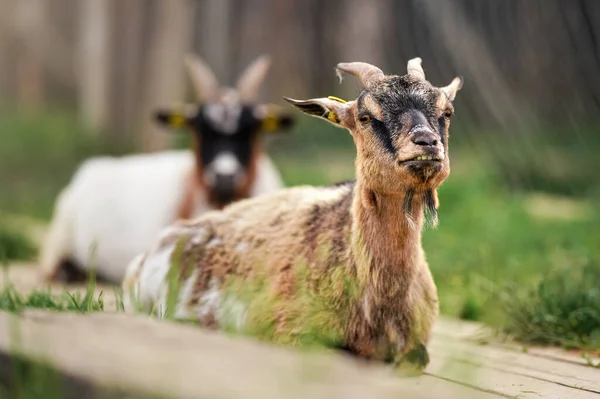 American Pygmy Cameroon Goat Resting Ground Green Grass Another Blurred — Stock Photo, Image