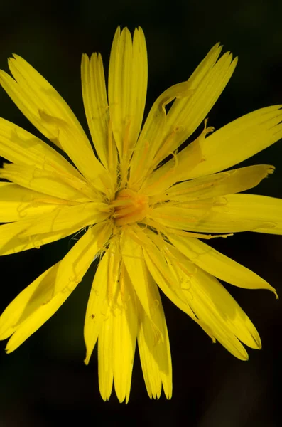 Gul Blomma Trädgården — Stockfoto