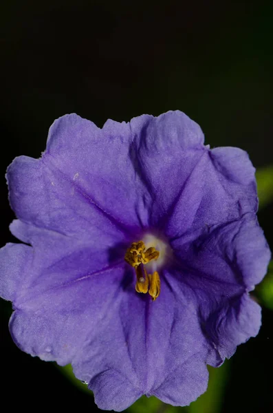 Όμορφο Μωβ Λουλούδι Ίριδας — Φωτογραφία Αρχείου